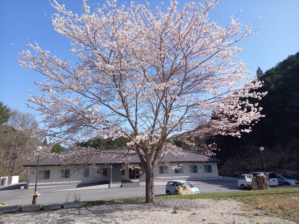 満開の桜